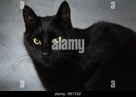 Gatto nero giace su una superficie di legno, sfondo naturale Foto Stock