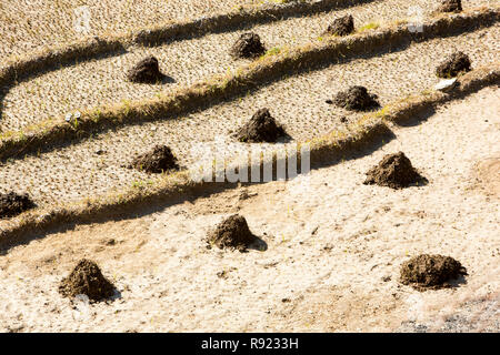 Agricoltura di sussistenza in Annapurna Himalaya, Nepal Foto Stock