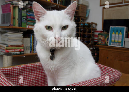 Ritratto di bianco Angora Turco gatto seduto nel carrello Foto Stock