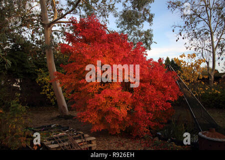 Acer Albero in autunno in giardino Surrey in Inghilterra Foto Stock