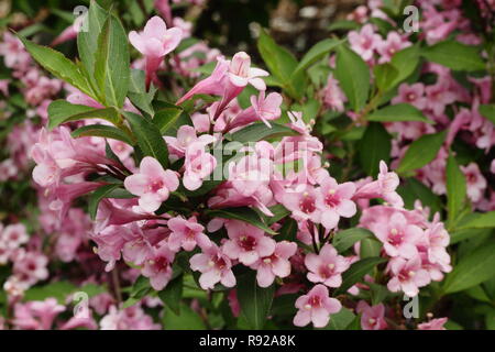 Fiori di Weigela 'rosa' a fungo di arbusti nani in un giardino estivo - Giugno, REGNO UNITO Foto Stock