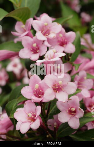 Fiori di Weigela 'rosa' a fungo di arbusti nani in un giardino estivo - Giugno, REGNO UNITO Foto Stock