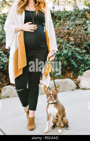 Donna incinta si erge accanto al suo pet Boston Terrier e ha le mani sul suo ventre Foto Stock