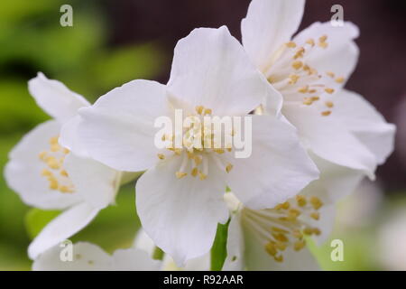 Filadelfo coronarius 'Aureus'. Fiori profumati di Golden mock orange 'Aureus' a inizio estate- Giugno, REGNO UNITO Foto Stock