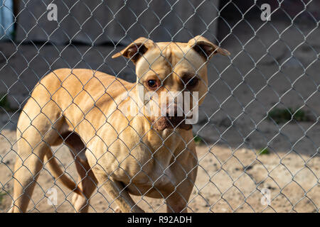 Egli senzatetto cane dietro il bar guarda con grande tristezza gli occhi con la speranza di trovare una casa e un host. Foto Stock