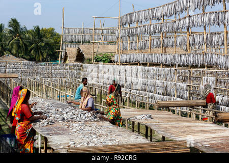 Lavoratori la lavorazione del pesce per essere essiccato a Nazirartek pesce secco impianto In Cox bazar, Bangladesh. Foto Stock