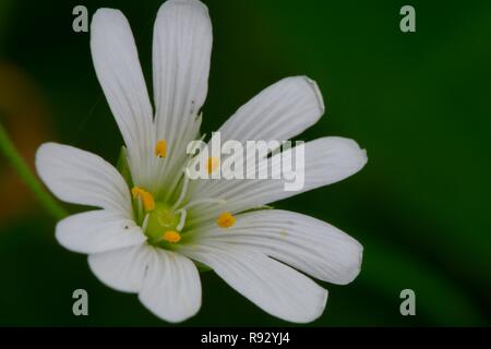 Ripresa macro di un singolo chickweed (Stellaria) fiore in fiore Foto Stock