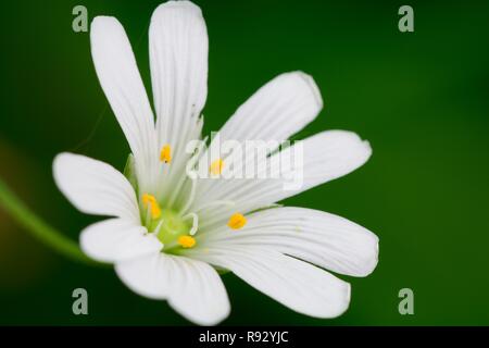 Ripresa macro di un singolo stitchwort (Stellaria) fiore in fiore Foto Stock