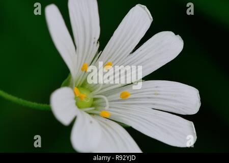 Ripresa macro di un singolo chickweed (Stellaria) fiore in fiore Foto Stock