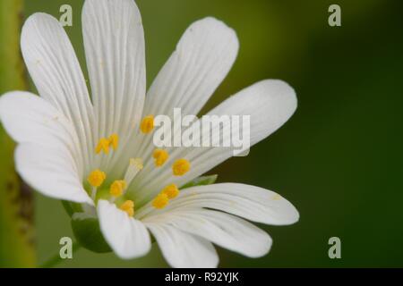 Ripresa macro di un singolo chickweed (Stellaria) fiore in fiore Foto Stock