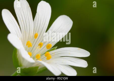 Ripresa macro di un singolo stitchwort (Stellaria) fiore in fiore Foto Stock