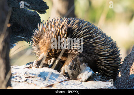 Echidna arrampicarsi su un log in il sole del pomeriggio nelle zone rurali del Nuovo Galles del Sud Australia Foto Stock