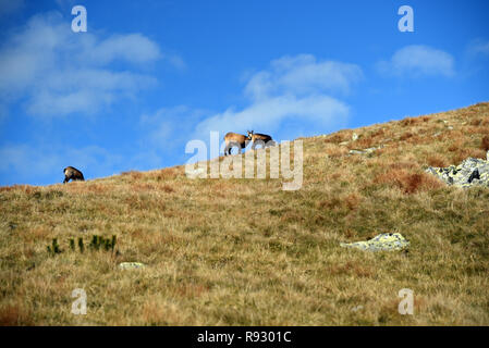 Il camoscio in autunno prato di montagna con poche pietre Derese soffietto picco di montagna in Nizke Tatry montagne in Slovacchia Foto Stock