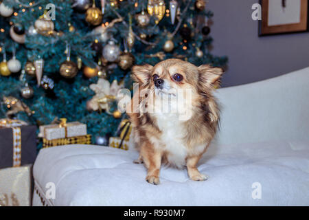 Chihuahua cane di razza sullo sfondo di un albero di Natale. Cane di festa Foto Stock