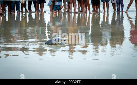 Survivor tartaruga con un addio guarda sulla spiaggia sono in cammino verso la libertà fino al mare.m riflessioni di persone formando le ombre sul mare. Foto Stock