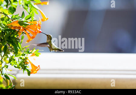 Hummingbird in volo vicino a fiori, Las Vegas, Nevada, USA. Con il fuoco selettivo Foto Stock