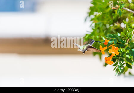 Hummingbird in volo vicino a fiori, Las Vegas, Nevada, USA. Con il fuoco selettivo Foto Stock