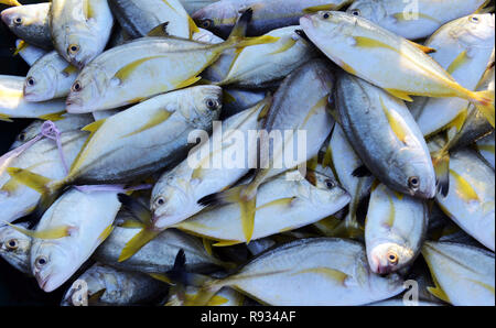 Pesce fresco al Mutrah mercato del pesce in Oman. Foto Stock