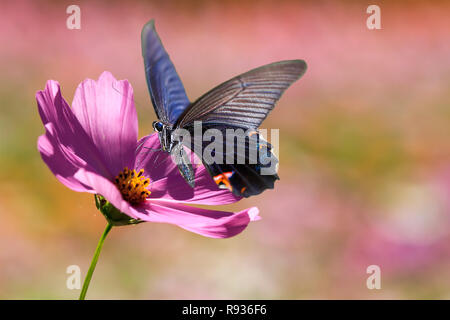 Il burro sul fiore con nice background Foto Stock