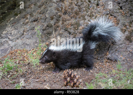 Kit di Skunk arresto odore di piante Foto Stock