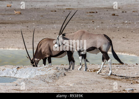 East African oryx (Oryx beisa beisa) a Watering Hole in Namibia, l'Africa è considerato una specie in via di estinzione Foto Stock