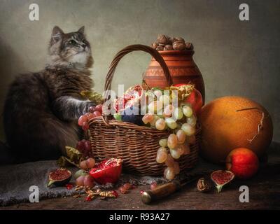 Grigio pretty kitty con frutta e verdura Foto Stock