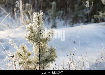 Rami di pino in frost , aghi congelati Foto Stock