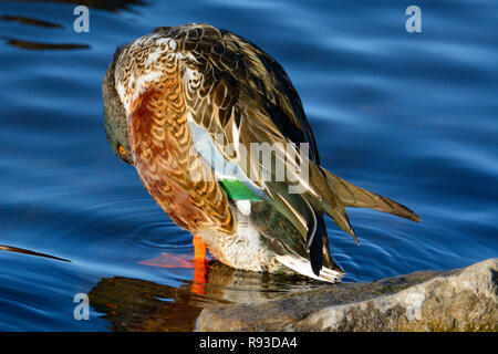 Northern mestolone o anatra Anas clypeata drake preening piume dal bordo del lago Foto Stock