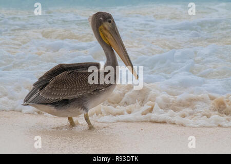 Pelican - brown pelican Pelecanus occidentalis / acqua Pelecanidae bird w/ grande becco - custodia di gola di Aruba / isola dei Caraibi - costiera di uccelli di mare Foto Stock