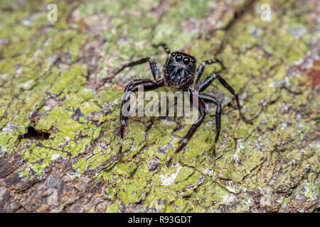 Jumping spider (Salticidae) caccia su corteccia di albero nella foresta pluviale tropicale, Queensland, Australia Foto Stock