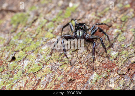 Jumping spider (Salticidae) caccia su corteccia di albero nella foresta pluviale tropicale, Queensland, Australia Foto Stock