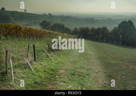 Vigneti in Voerstreek nelle Ardenne del Belgio. Voeren è una Fiamminga comune situato nella provincia belga del Limburgo Foto Stock