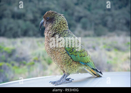 Kea Nuova Zelanda sul tetto di un'automobile Foto Stock