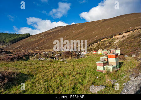 Alveari collocati vicino a Heather sulle colline di Glen Esk, Angus, Scozia con lo sfondo delle colline boscose e luminoso cielo blu. Foto Stock