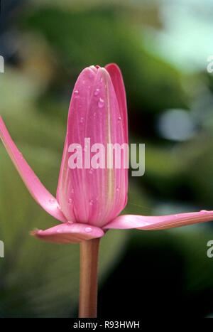 Due lotus flower bud (Nelumbo nucifera) Foto Stock