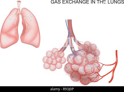 Illustrazione vettoriale di scambio di gas nei polmoni Illustrazione Vettoriale