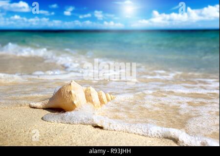Stella bianca sulla sabbia underwater durante il giorno Foto Stock