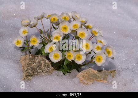 Ghiacciaio (crowfoot Ranunculus glacialis), fioritura nella neve, Diavolezza, Alpi Orientali, Engadina, Svizzera Foto Stock