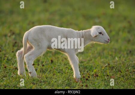 Gli animali domestici delle specie ovina (Ovis orientalis aries), little lamb, dieci giorni di età, Baviera, Germania Foto Stock