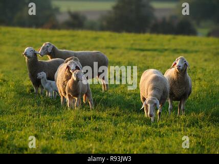 Gli animali domestici delle specie ovina (Ovis orientalis aries), allevamento su pascolo, Baviera, Germania Foto Stock