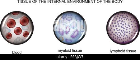 Illustrazione vettoriale di tessuti dell'ambiente interno: sangue, linfa, tessuto mielina Illustrazione Vettoriale