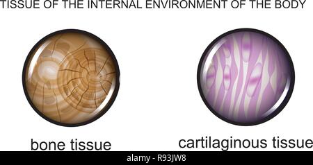Illustrazione vettoriale di tessuti dell'ambiente interno: osso e cartilagine Illustrazione Vettoriale