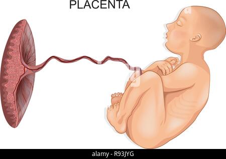 Illustrazione vettoriale del bambino e della placenta Illustrazione Vettoriale