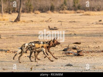 Una coppia di African cani selvatici (Lycaon pictus) in esecuzione in sincronia, caccia, South Luangwa National Park, Zambia Foto Stock