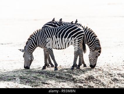 Una coppia di Crawshay's zebre (Equus quagga crawshayi) pascolano con giallo-fatturati oxpeckers (Buphagus africanus) sulle loro spalle Foto Stock