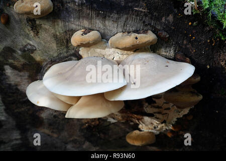 Hypsizygus ulmarius, olmo funghi orecchioni Foto Stock