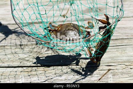 Un artiglio blue crab è stato catturato in un pescato granchi net presso il villaggio docks. Foto Stock