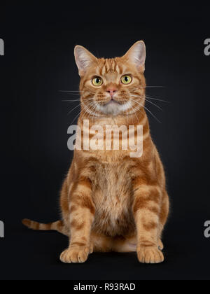 Adorabili giovane adulto Rosso tabby American Shorthair cat, seduto dritto verso l'alto. Guardando alla lente con giallo / il verde degli occhi. Isolato su uno sfondo nero. Foto Stock