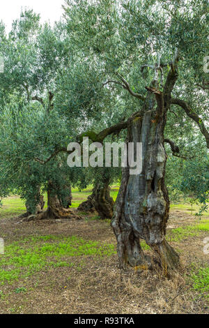 Olivo secolare in un antico oliveto. Bisceglie, provincia di Barletta-Andria-Trani, Puglia, Italia, Europa Foto Stock