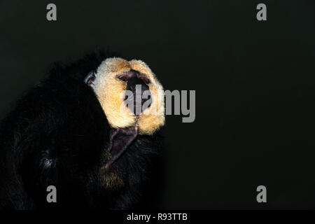 Di fronte bianco-Saki (Pithecia pithecia) Foto Stock